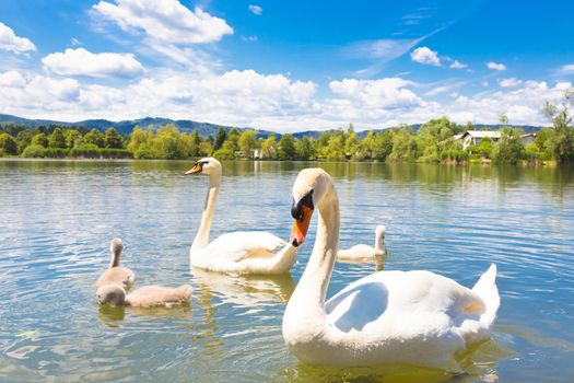 Swan family swimming in Koseze Pond or Martinek Pond or Lake Koseze is an artificial pond at the edge of Ljubljana, the capital of Slovenia.