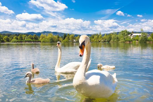 Swan family swimming in Koseze Pond or Martinek Pond or Lake Koseze is an artificial pond at the edge of Ljubljana, the capital of Slovenia.