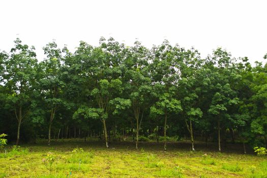 Rows of rubber trees in Thailand