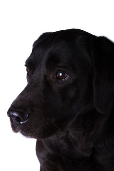 The dog black labrador, isolated on white - Stock Image