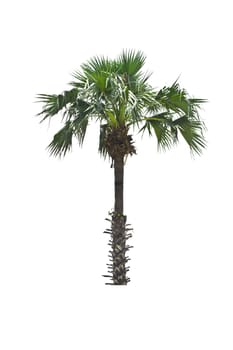 Palm tree on a white background 
