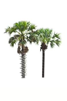 Palm tree on a white background