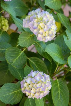 hydrangea bloom in a garden