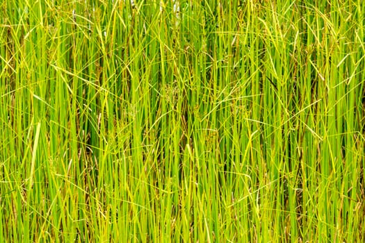 water grass in nature scene of rural area in Chiangrai,Thailand,shallow focus