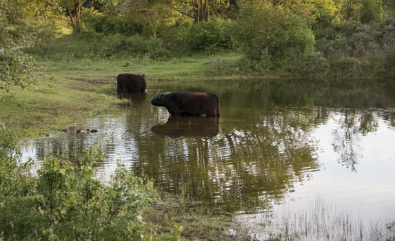 two big brow galloway cows in netherlands nature in small lake
