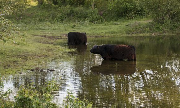 two big brow galloway cows in netherlands nature in small lake