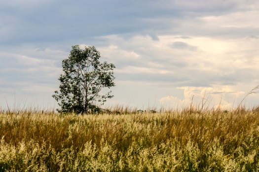 nature scene of rural area in Chiangrai,Thailand