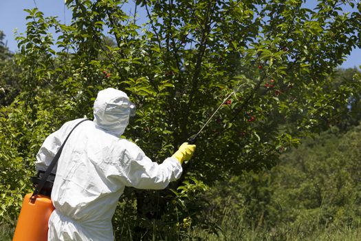 Spraying a fruit orchard