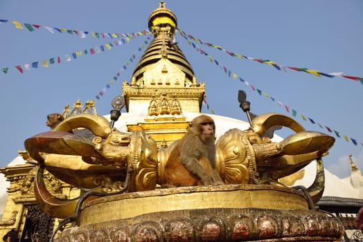 Sitting monkey on swayambhunath stupa in Kathmandu, Nepal