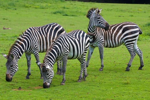 Three zebras on a green grass