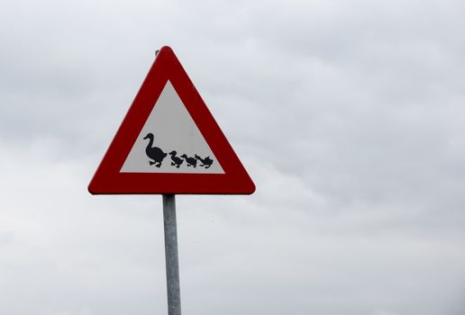 attention road sign crossing ducks