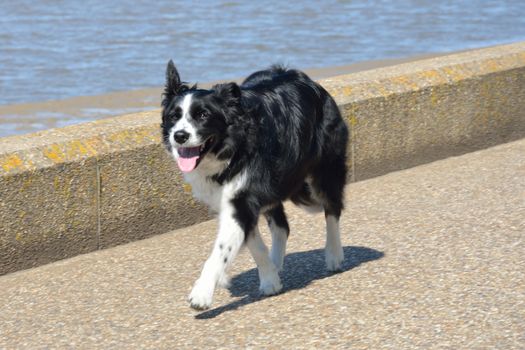 Black and white collie walking by sea