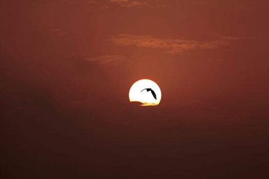 Dust Pollution causes a Red Dawn and the silhoutte of a soaring bird into the sun results in a dramatic moody landscape