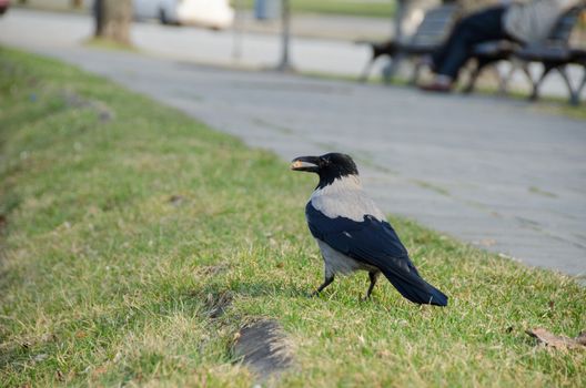 big black crow hold low breadcrumbs in beak at city park