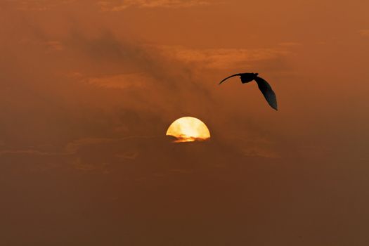 Dusty Pollution causes a Red Dawn and the silhoutte of a soaring bird into the sun results in a dramatic moody landscape