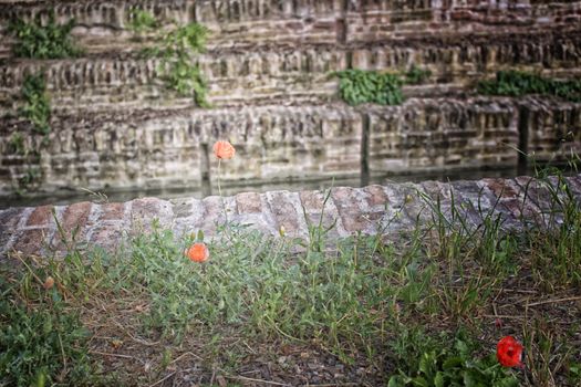 Lone Red poppy on wall of channel in Italian countryside