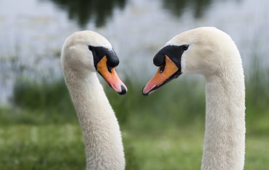 two swan male close together in nature
