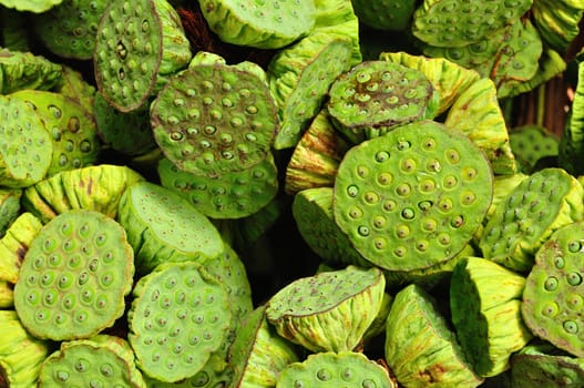 Background of Fresh lotus seeds and pod for use as illustration