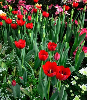 Red tulip in the garden