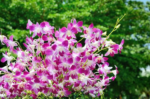 Nice violet orchid decoration in garden