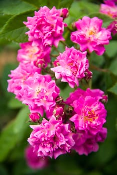 beautiful pink climbing rose on the garden