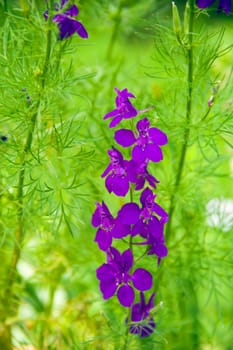 beautiful violet delphinium on the garden green background