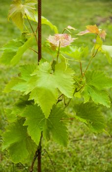 young grapes on the garden green background