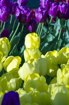 Spring background with tulips