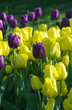 Spring background with tulips