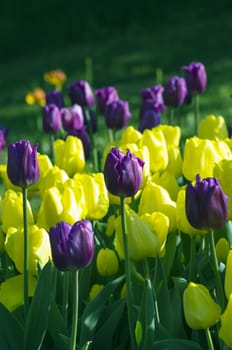 Spring background with tulips