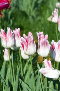 Spring background with tulips