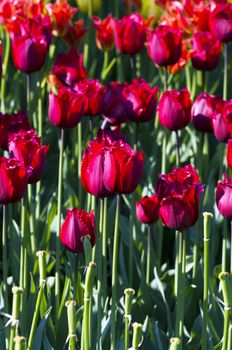 Spring background with tulips