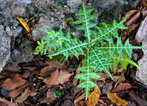 Acanthus ebracteatus vahl is herb plant for cough and ache.