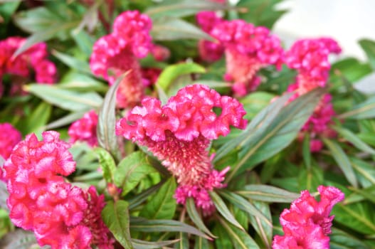 Pink Celosia argentea , Cockscomb or Chinese Wool Flower in the garden.