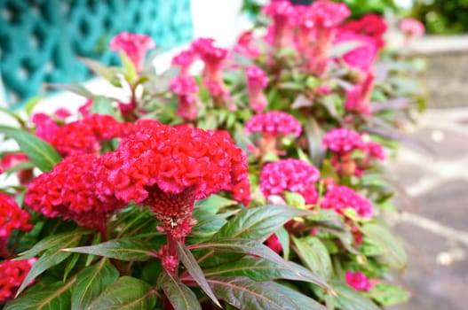 Red Celosia argentea , Cockscomb or Chinese Wool Flower in the garden.