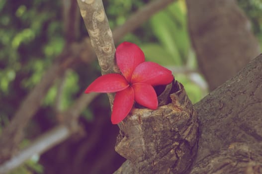 Fresh plumeria has red color place on tree vintage style.