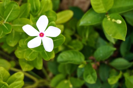 Vinca is white flower with pink on center and green leaves.