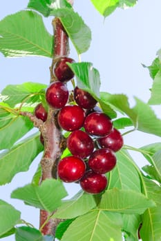 Tasty ripe cherry dark red berry fruits on tree branch with leaves against blue sky