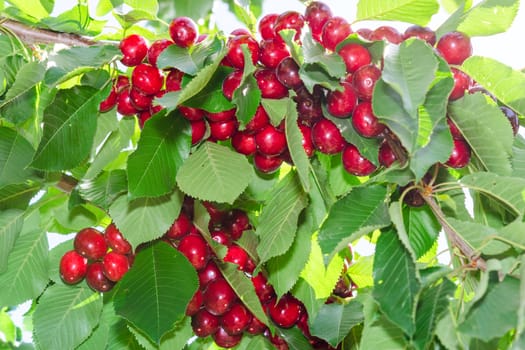 Branches of cherry tree with ripe red berries fruits and lush foliage