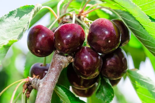 Bunches of ripe juicy cherry dark bordo berry on tree branch with sunlit leafage