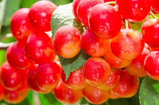 Sunlit bunch of yellow rainier red cherry berry on tree branch with leafage close-up