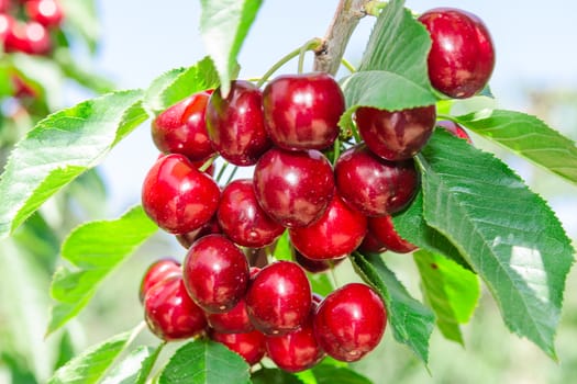 Branch of cherry tree with dark red ripe berries and sunlit leafage against blue sky