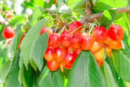 Closeup tree branch with rainier white cherry berries and foliage in summer sunlight orchard