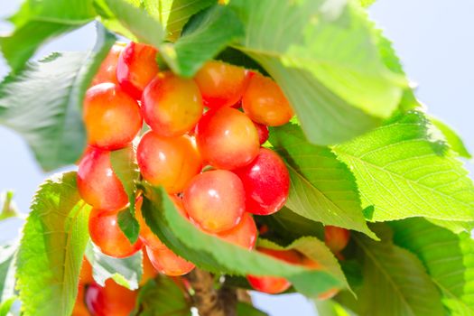 Rainier white ripe cherry berry sweet and juicy fruits in sunlit foliage on branch of tree