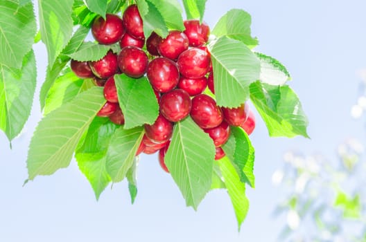 Bunch of vivid red ripe appetizing cherry berries on summer sunlit tree branch with lush leafage in sunny orchard against clear blue sky