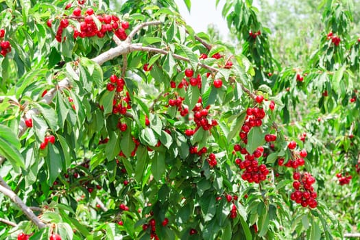 Cherry berry sunny orchard garden tree with many red fruits and lush foliage