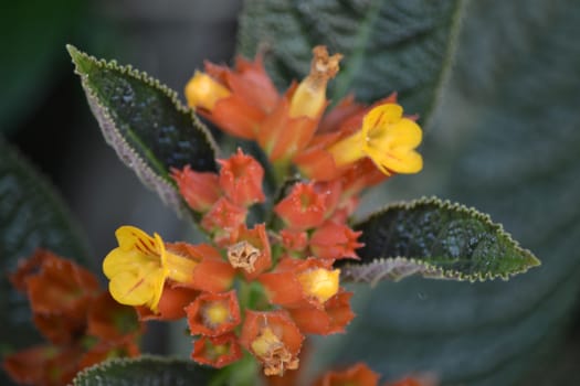 tropical flower with yellow pollen that found in the middle of farm