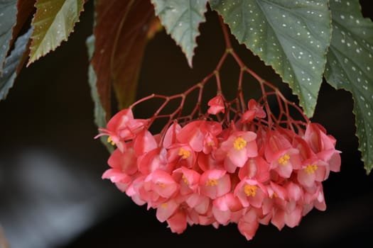 red euphorbia flower that found in the middle of farm