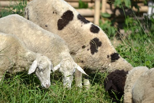 group of white lambs in their natural habitat