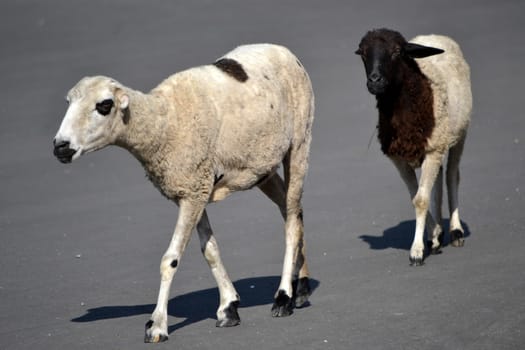 group of white lambs walking across the street